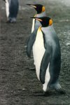 penguin photo1.jpg