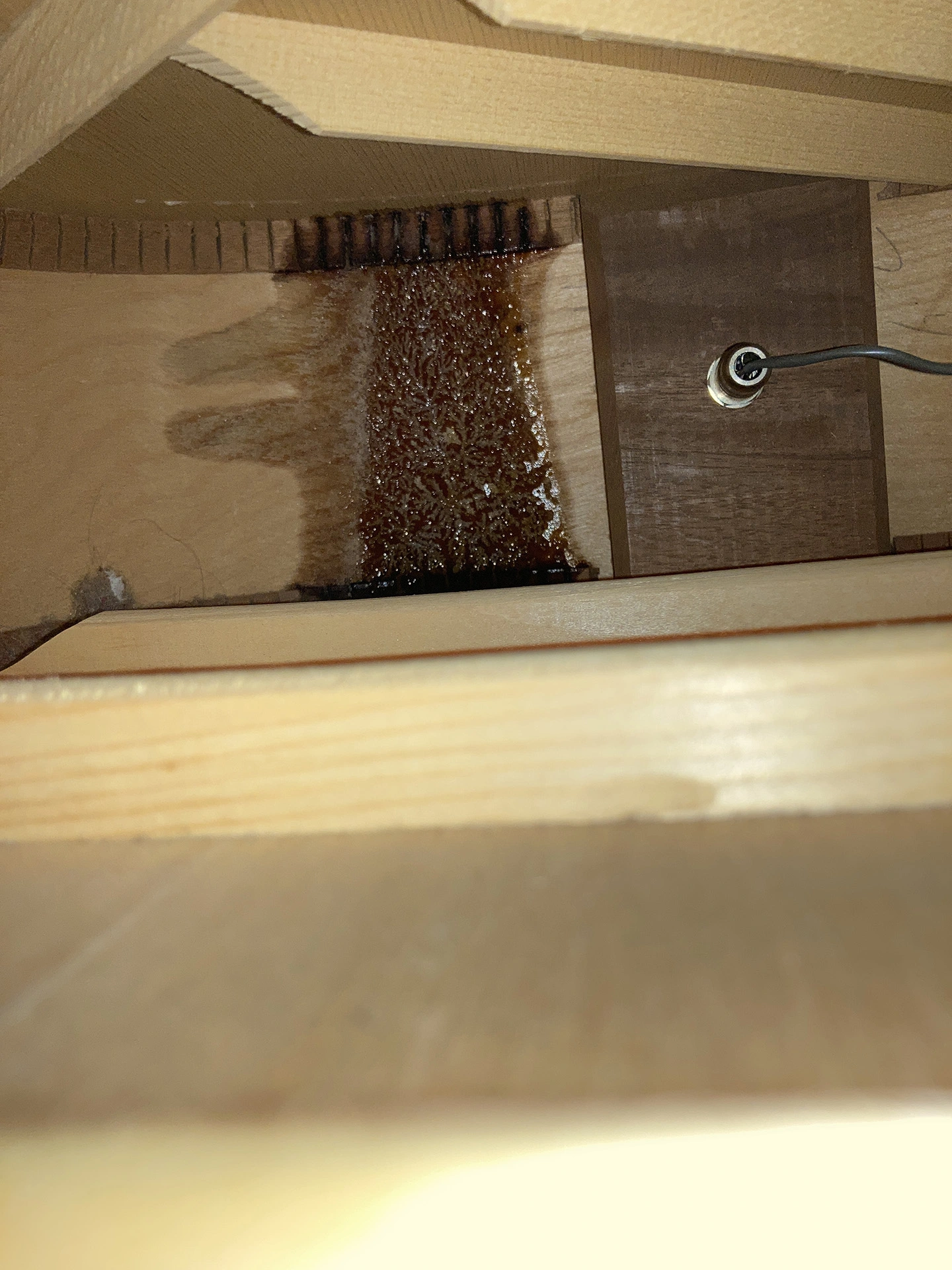 08 Inside Seagull 12-String.webp