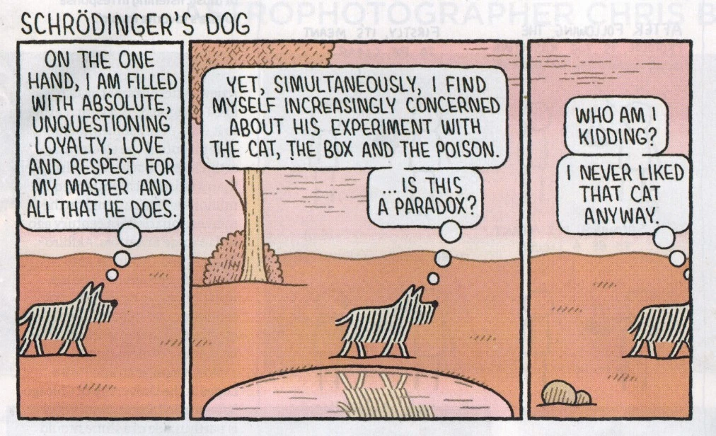 dog.webp