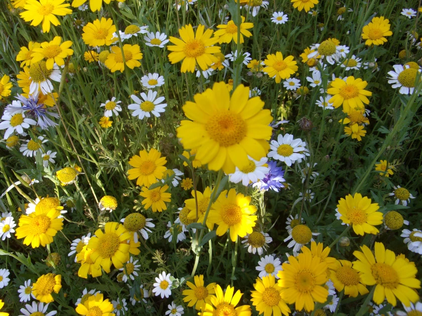Forum pics_0004.webp