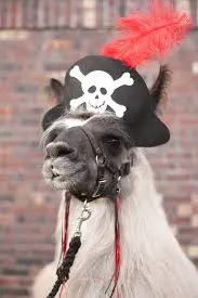 llama wearing a hat.webp