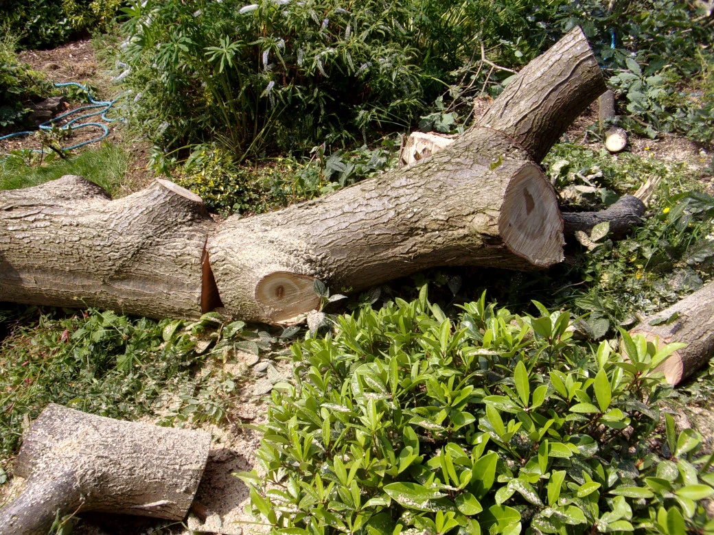 Oak logs_0005_01.webp