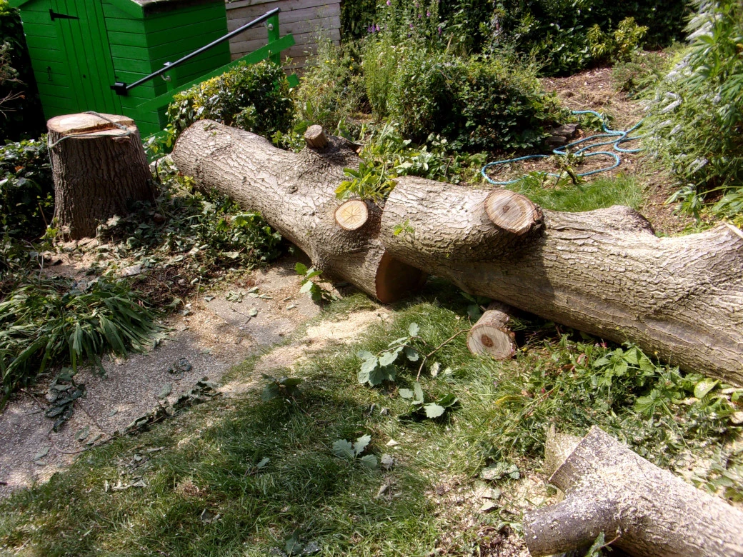 Oak logs_0006_01.webp