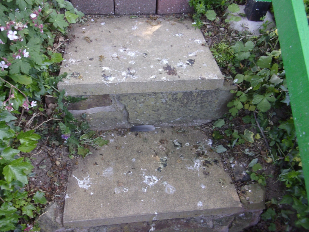Pigeons_0003_02.webp