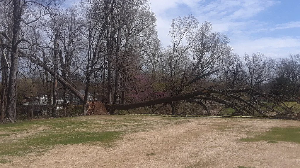Saturday WInd.webp