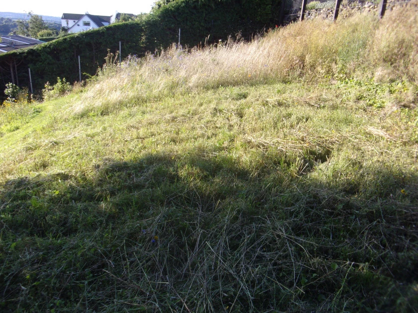 Strimming meadow_0001.webp