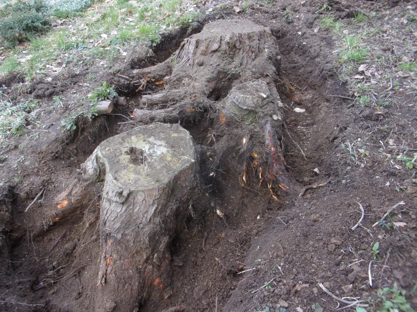Stumps Mar 2023_0006.webp