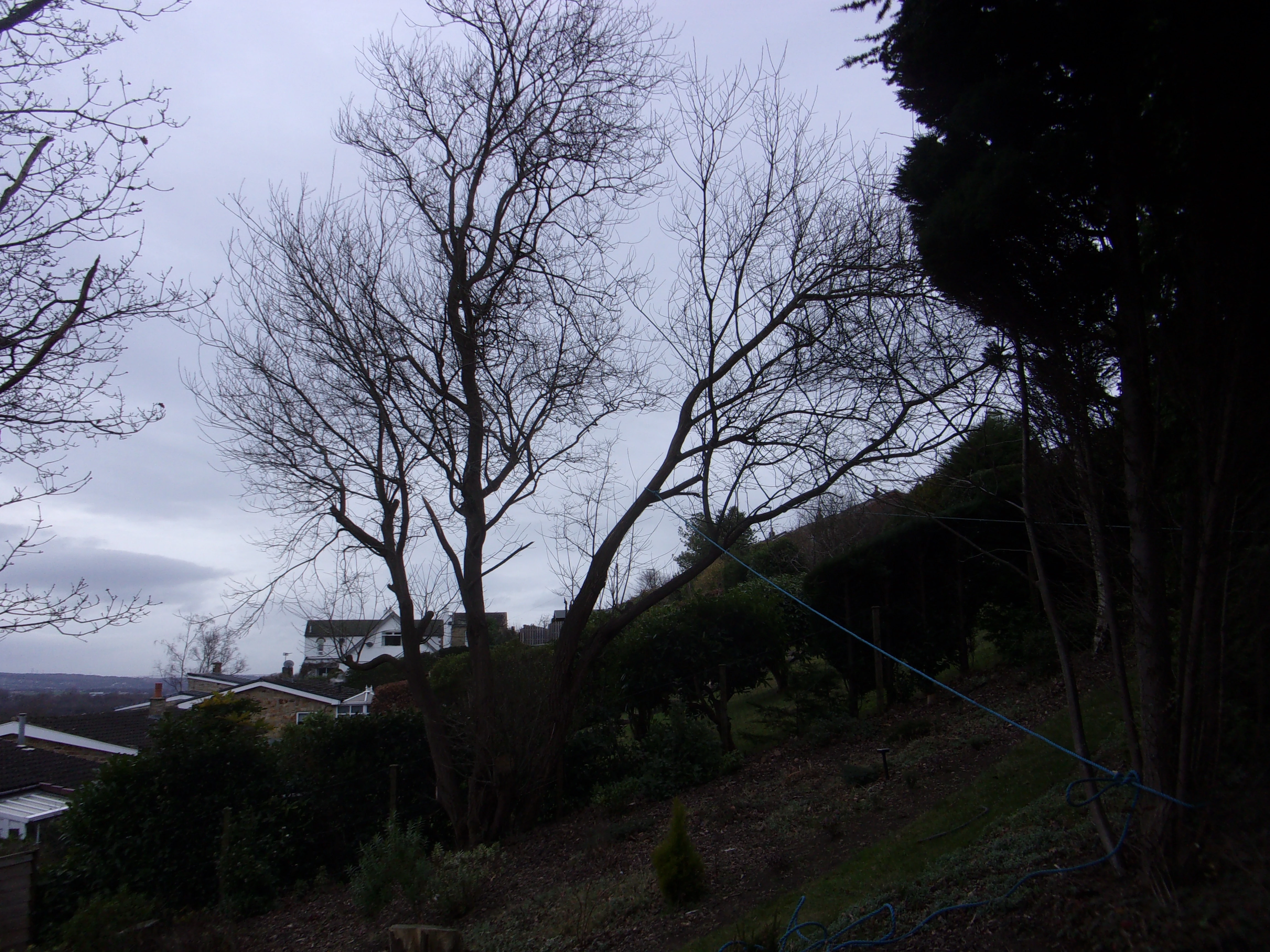 Tree work_025.webp