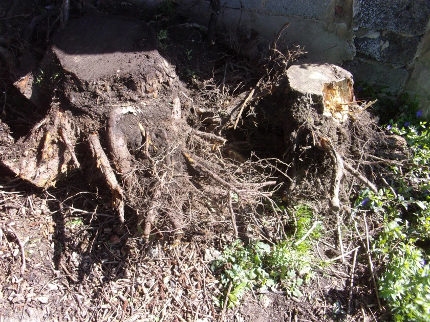 Two stumps out_0001.webp