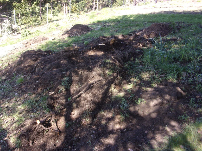 Two stumps out_0004.webp