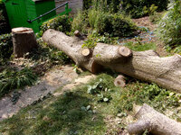 Oak logs_0006_01.JPG