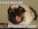 funny-dog-pictures-i-hate-dentist-p.jpg