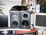 studio_cat.jpg
