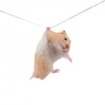 photodune-1525361-hamster-hangs-on-a-rope-s.jpg