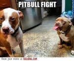 52441-pitbull-fight_f.jpg