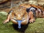 blue tongue lizard.jpg