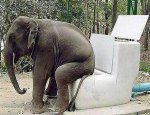 Elephant Toilet.jpg