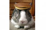 pancake-bunny.jpg
