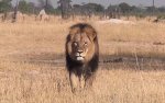 Cecil_the_lion_in__3388298b.jpg