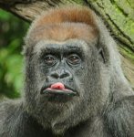 Gorilla Tongue111.jpg