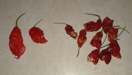 Recent peppers.jpg