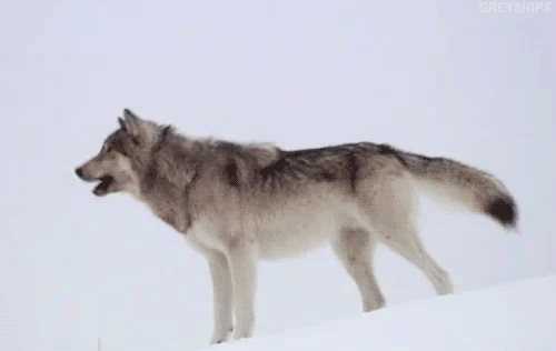 tumblr_m6lmlhq01L1r1rqulo1_500.gif