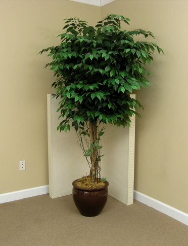 mini-ficus.jpg