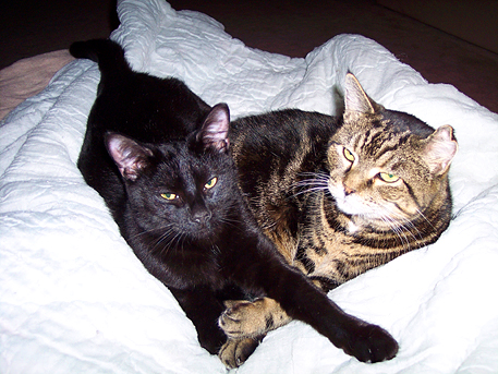 Cats.jpg