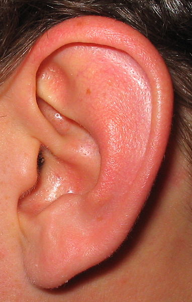 382px-ear.jpg