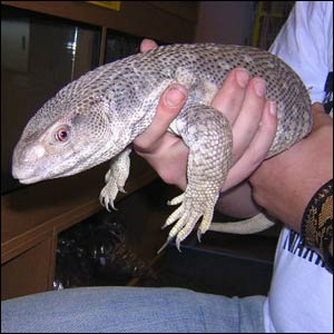 Monitor-Lizard.jpg