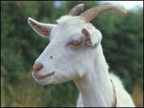 _40771713_goat_bbc_203.jpg