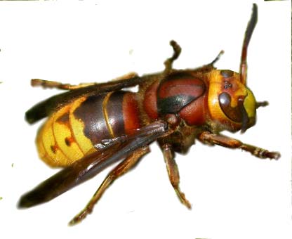 hornet.jpg
