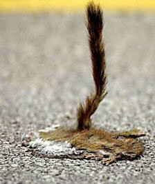 flatsquirrel.jpg